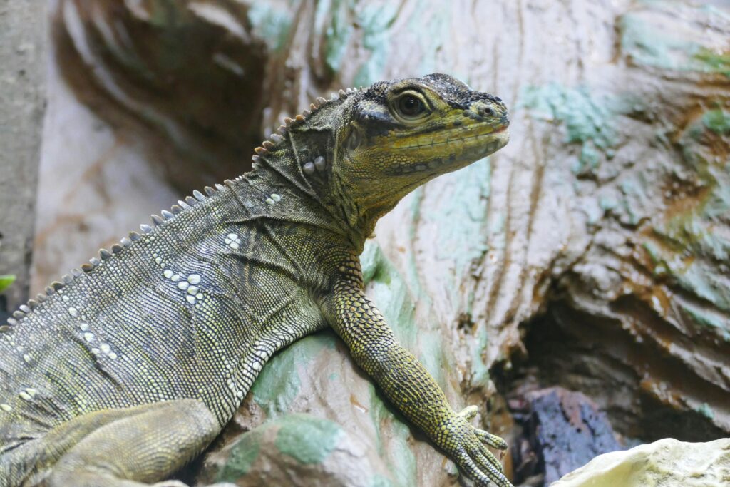 sailfin dragon care