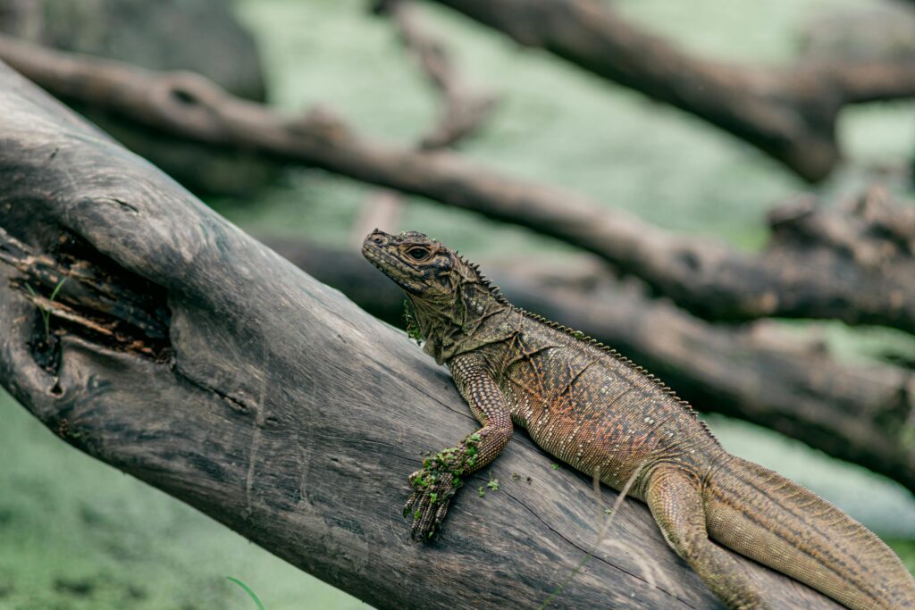 sailfin dragon care