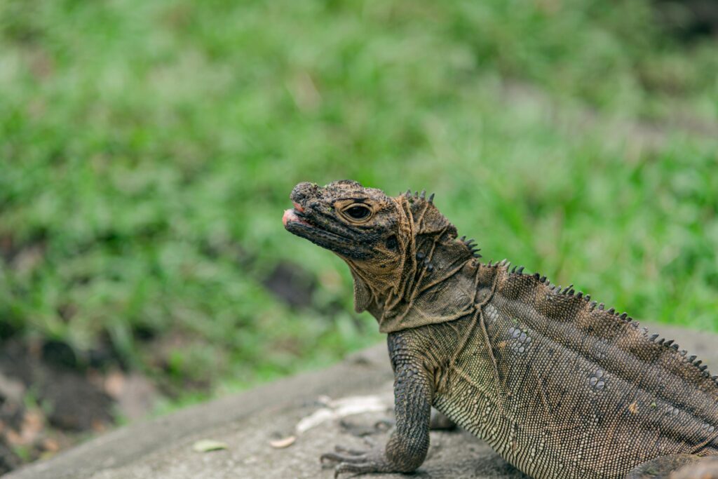 sailfin dragon care
