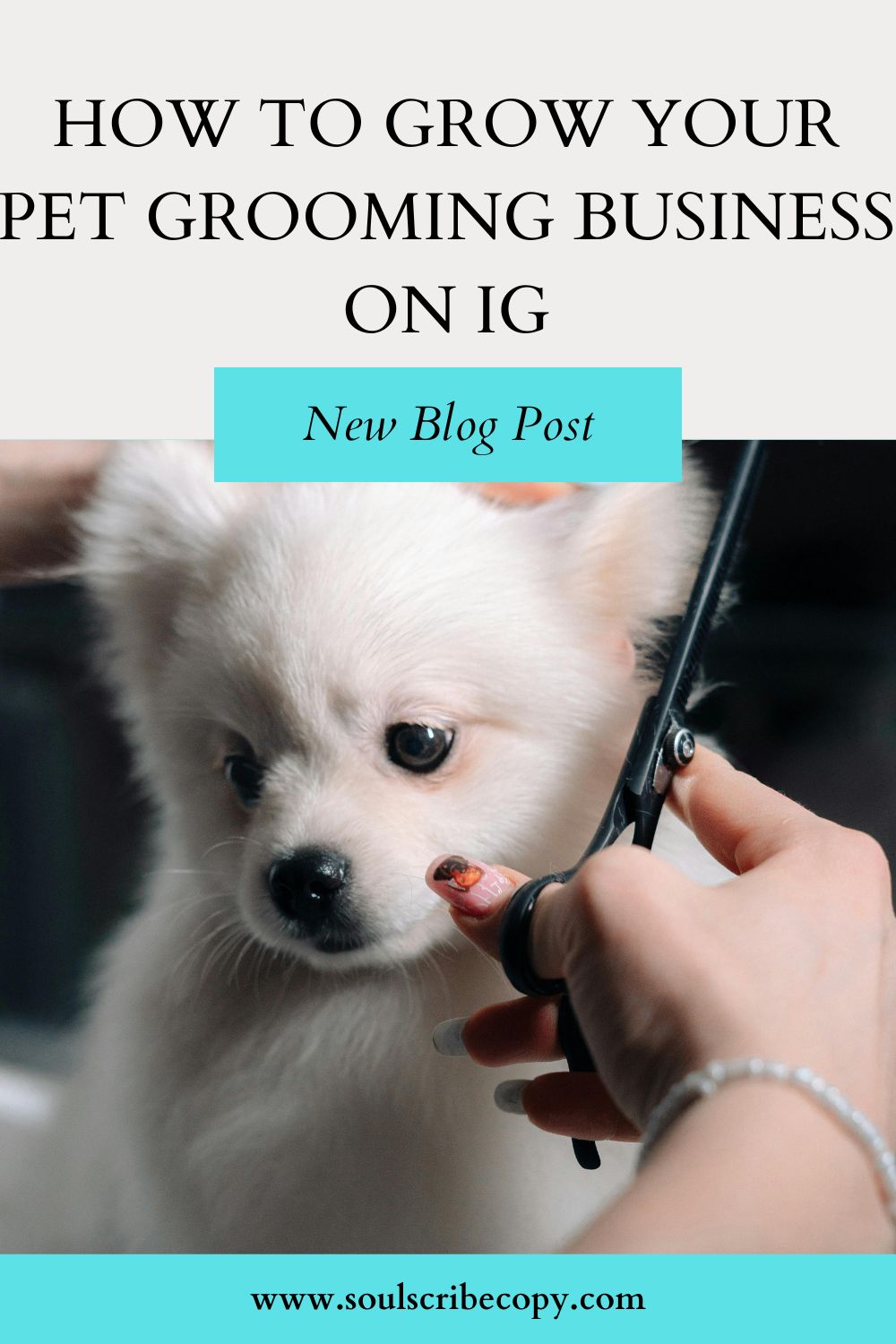 how to grow your dog grooming business on instagram